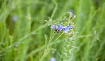 Ausdauernder Lein
