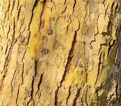 Platanus hispanica 'Alphens Globe' Platanus hispanica 'Alphens Globe'