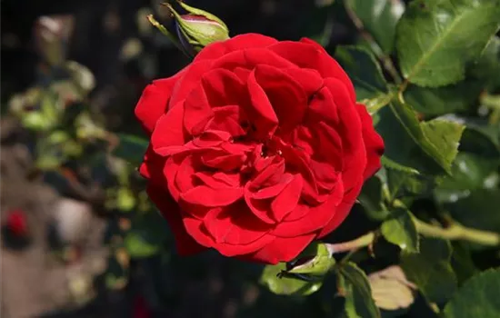 Rosa 'Ulmer Münster' -R- STR III