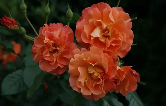 Rosa 'Westerland' -R- STR III