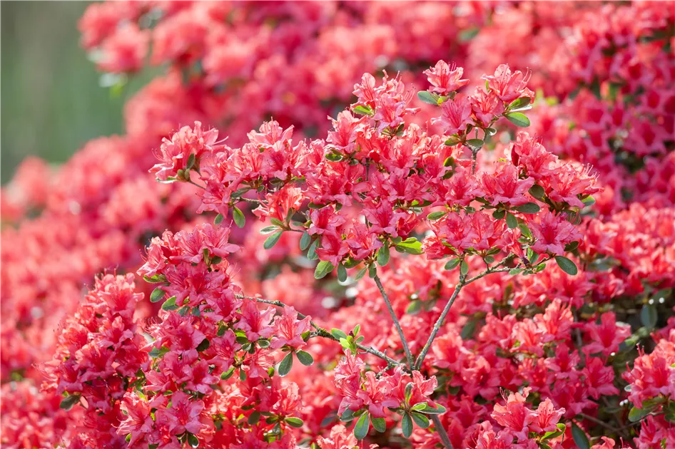 rhododendron yakushimanum dreamland Rhododendron Yak. 'Dreamland' 30-40