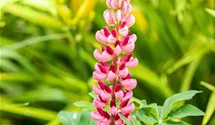 Hohe Lupine