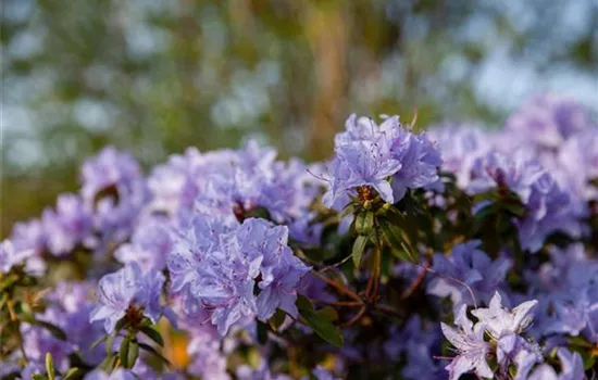 rhododendron pflanzzeit Rhododendron Eyecatcher® 'Blush' kaufen