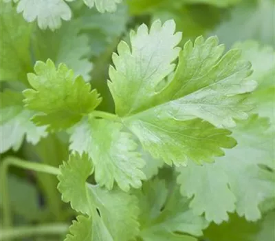 Coriandrum sativum Coriandrum sativum