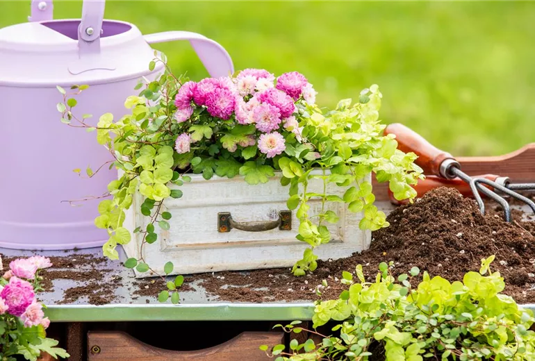 Lysimachia nummularia