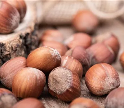 Corylus av.'Halle'sche Riesennuss' CAC Corylus av.'Halle'sche Riesennuss' CAC