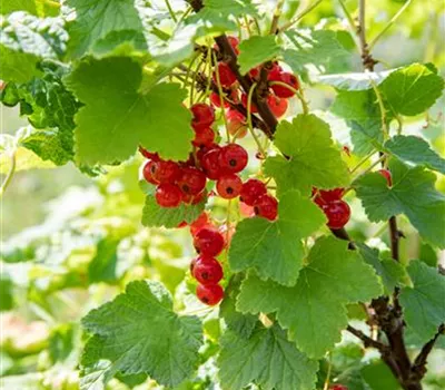 Ribes rubrum 'Heinem.Rote Spätlese' CAC II