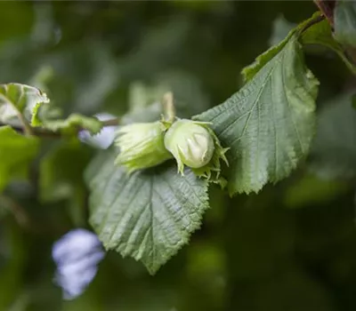 Corylus av.'Webbs Preisnuss' CAC Corylus av.'Webbs Preisnuss' CAC