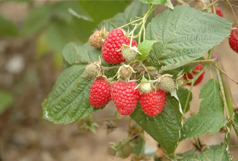 Rubus idaeus