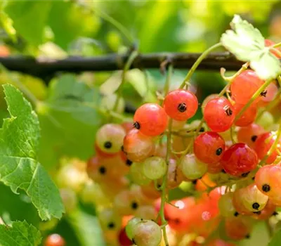 Ribes rubrum 'Rondom' CAC II
