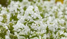 Hohe Flammenblume