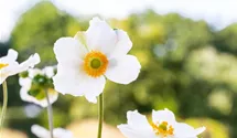 Herbst-Anemone