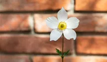 Herbst-Anemone