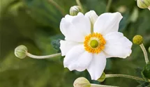 Herbst-Anemone
