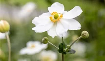 Herbst-Anemone