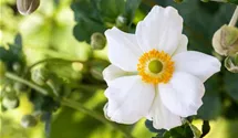 Herbst-Anemone