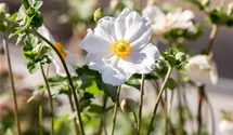 Herbst-Anemone