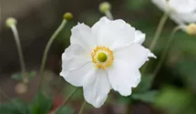 Herbst-Anemone
