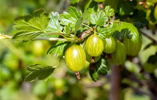 Ribes uva-crispa 'Hinnonmäki gelb' CAC II