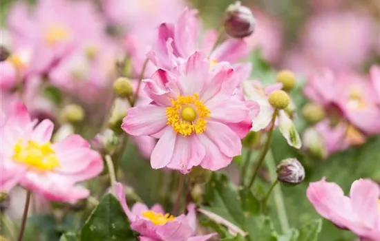 Anemone japonica 'Königin Charlotte'
