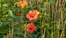 Große Kletter-Trompetenblume 'Mme Galen'