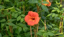 Große Kletter-Trompetenblume 'Mme Galen'