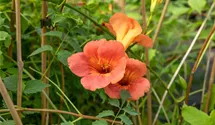 Große Kletter-Trompetenblume 'Mme Galen'