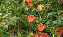 Große Kletter-Trompetenblume 'Mme Galen'