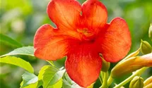 Große Kletter-Trompetenblume 'Mme Galen'