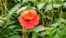Große Kletter-Trompetenblume 'Mme Galen'