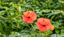 Große Kletter-Trompetenblume 'Mme Galen'