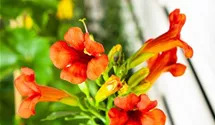 Große Kletter-Trompetenblume 'Mme Galen'