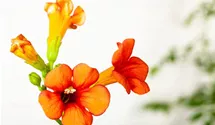 Große Kletter-Trompetenblume 'Mme Galen'