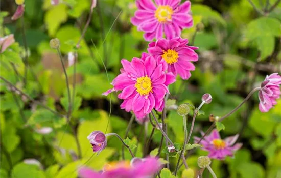Anemone japonica 'Prinz Heinrich'
