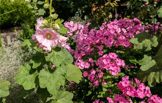 Phlox paniculata, rosa