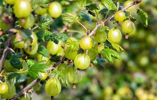 Ribes uva-crispa 'Invicta' CAC II