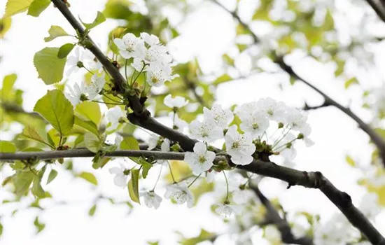 Prunus av.'Büttners Rt. Knorpelk' CAC