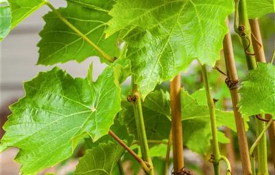 Vitis 'Lakemont' -R- II