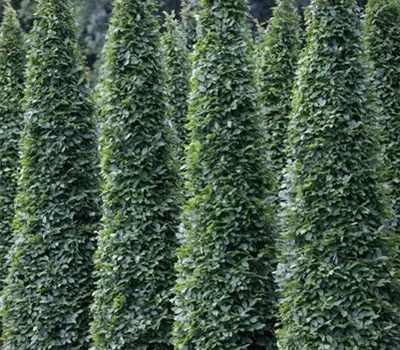 Carpinus betulus 'Fastigiata' Carpinus betulus 'Fastigiata'