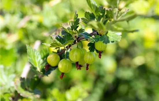 Ribes uva-crispa 'Mucurines' CAC II