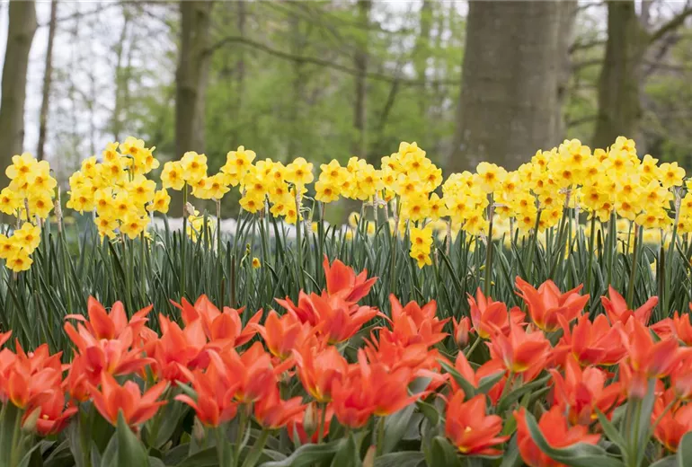 Narcissus jonquilla