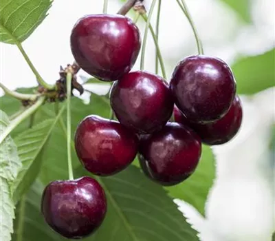 Prunus av.'Große Schwarze Knorpelk.' CAC Prunus av.'Große Schwarze Knorpelk.' CAC