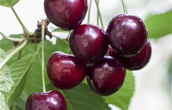 Prunus av.'Große Schwarze Knorpelk.' CAC