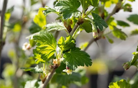 Ribes uva-crispa 'Redeva' -S- CAC II