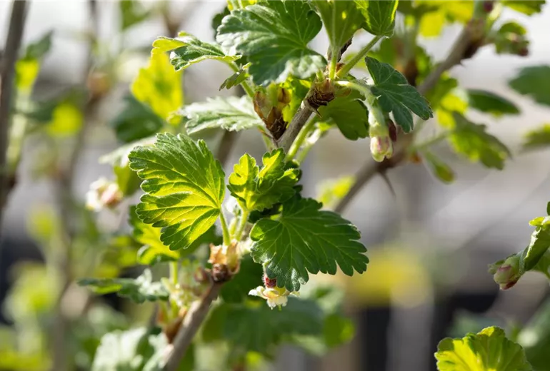 Ribes uva-crispa Polar Fruits® 'Green Goose Berry'