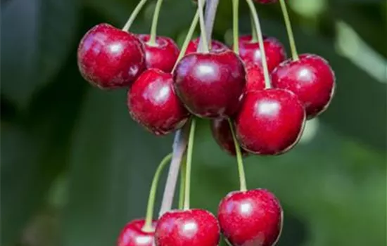 Prunus av.'Hedelfinger Riesenk.' CAC