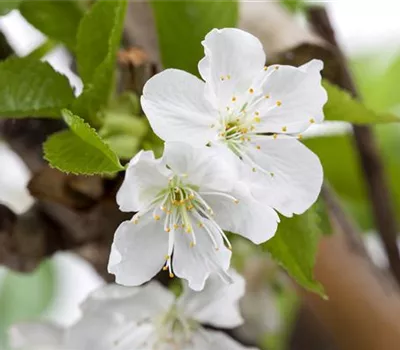 Prunus av.'Sylvia' CAC Prunus av.'Sylvia' CAC