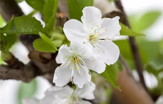 Prunus av.'Sylvia' CAC
