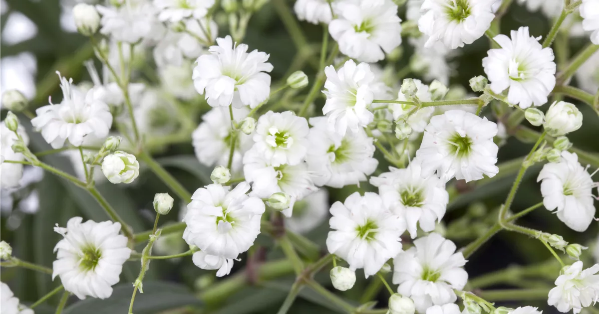 Gypsophila paniculata, wei