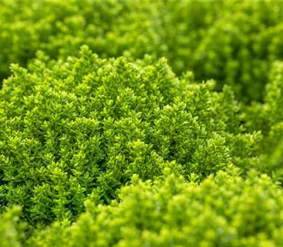 Hebe 'Green Globe' Hebe 'Green Globe'